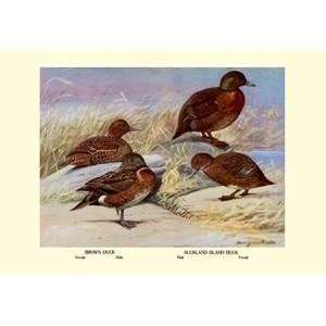    Vintage Art Brown and Auckland Ducks   08868 0