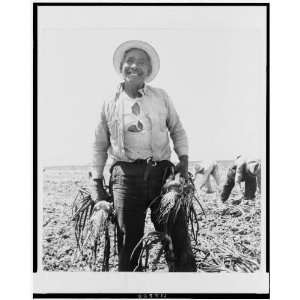  Mexican onion picker, Tracy, California, CA 1935