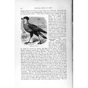   NATURAL HISTORY 1895 BRAZILIAN CARACARA DIURNAL BIRD
