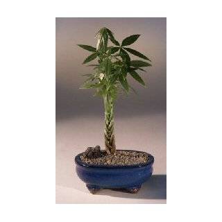   Money Tree Plants Braided Into 1 Tree  Pachira with 6 Ceramic Pot