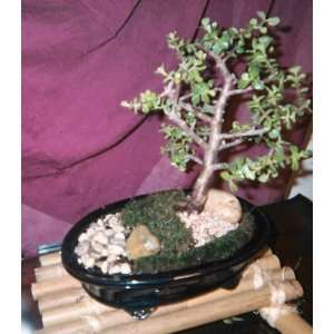 Mini Jade Bonsai  Grocery & Gourmet Food