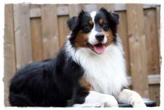 Australian Shepherd Deckrüde black tri in Nordrhein Westfalen 