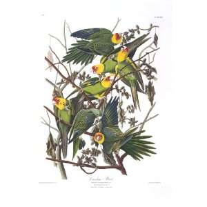 Audubons Birds of America 026 Carolina Parrot (Limited Edition Museum 