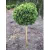 Buchsbaum Stamm Buxus sempervirens arborescens Stammhöhe 60 cm Krone 