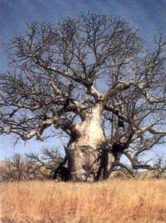 Ausdtralian Baobab (Adansonia Gregorii)   50 Fresh Seed  