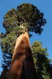 Seedeo Berg   Mammutbaum (Sequoia. gigantea) 50 Samen