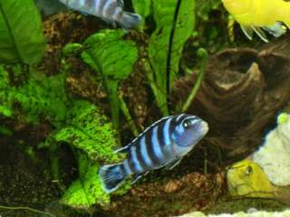 Pseudotropheus demasoni in Sachsen Anhalt   Salzwedel  Fische 