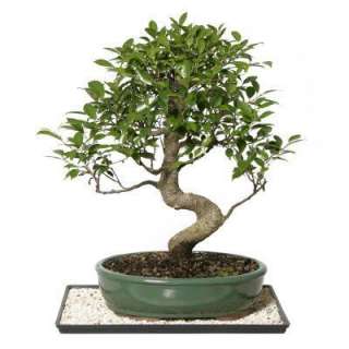 Brussels Bonsai Golden Gate Ficus (Indoor) CT 3004GGF at The Home 