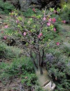 WÜSTENROSE   TOLLE BLÜTEN   BIZARRER WUCHS   5 SAMEN  