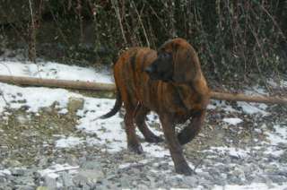 Hannoversche Schweißhunde in Thüringen   Westgreußen  Hunde 