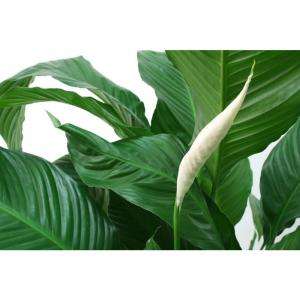 Delray Plants 7 in. Premium Spathiphyllum Plant 7SPATH at The Home 