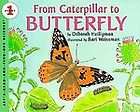 caterpillar to butterfly  