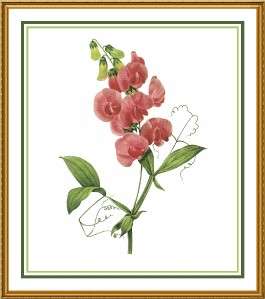 Redoute Flower Illustration of Sweet Pea Illustration Cross Stitch 