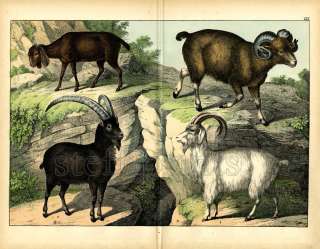 1869 SCHUBERT CHROMOLITHOGR. cashmere goat, argali,   