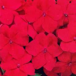 IMPATIENS ~*~ RED GIANT~*~ Non Stop Annual 30+ SEEDS  