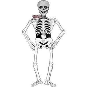 Skelett Pappskelett Skelette Skellett Halloween 137 cm  
