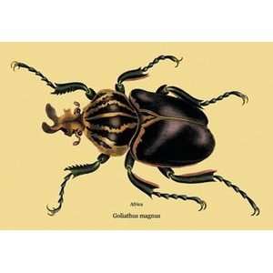 Beetle African Goliathus Magnus #2   12x18 Gallery Wrapped Canvas 