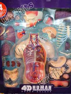 4D Puzzle Body Torso 54pcs Human Anatomy 3D Model Large  