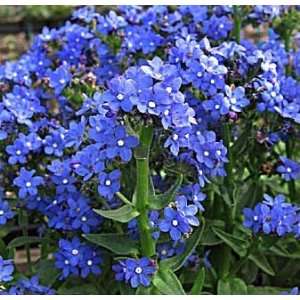   Me Not Perennial 25 Plants Anchusa Blue Angel Patio, Lawn & Garden