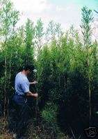 RARE Cold Hardy Arundinaria FUNGHOMII Bamboo Plant 5gal  