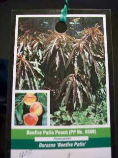 Bonfire Patio Peach Fruit Tree Plant Trees NOW   