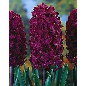   Hyacinth 6 Bulbs   Super Value   FRAGRANT Patio, Lawn & Garden