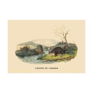  Castor du Canada (Beaver) 28x42 Giclee on Canvas