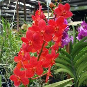 HK01 Orchid Plant Kagawara Christie Low Redland HCC/AOS NBS  