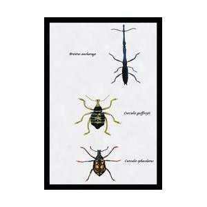   Anchorago Curculio Geoffroyii et al #1 24x36 Giclee