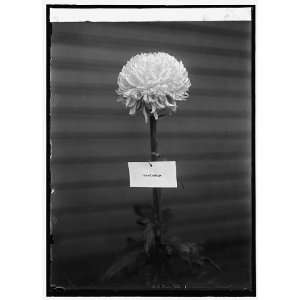  Photo Grace Coolidge,  chrysanthemum show 1924