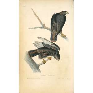   John James Audubon   32 x 54 inches   Harlans Buzzard