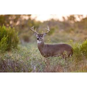  White Tailed Deer in Grassland, Texas, USA by Larry Ditto 
