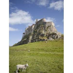  Lindisfarne Castle and Sheep, Lindisfarne or Holy Island 