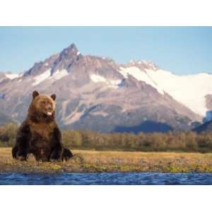 Brown Bear with Salmon Catch, Katmai National Park, Alaskan Peninsula 