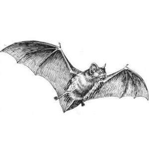   ) Round Badge Style Keyring Line Drawing Bat NO PRINT