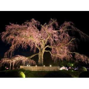  Famous Giant Weeping Cherry Tree in Blossom and 