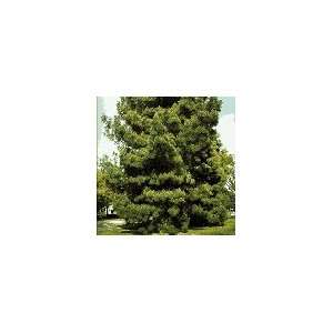  Ponderosa Pine Tree, Hefty 3 Year Old, 10 16 Inch Patio 