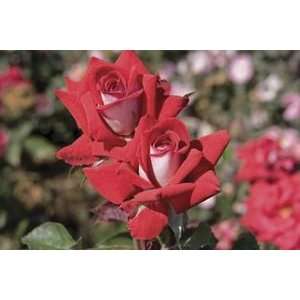    Fire & Ice (Rosa Hybrid Tea)   Bare Root Rose Patio, Lawn & Garden