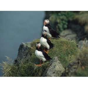 Trio of Atlantic Puffins Perch on a Grass Covered Cliff Photographic 