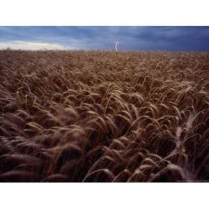  Lightning Strike in a Wheatfield National Geographic Collection 