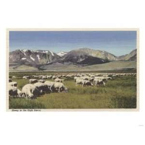   Grazing in the High Sierra Premium Poster Print, 12x16