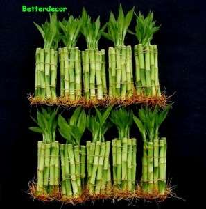   Stalks (10 Bundle) of 4 Straight Lucky Bamboo +   