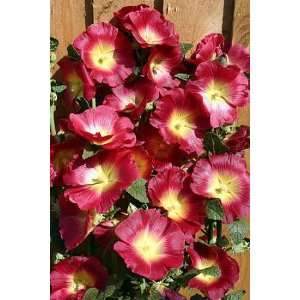  Red and Yellow Halo Hollyhock   Perennial   Alcea   NEW 