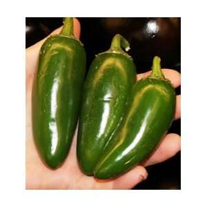  Peppers   Jalapeno Hot Peppers Organic Seeds Patio, Lawn 
