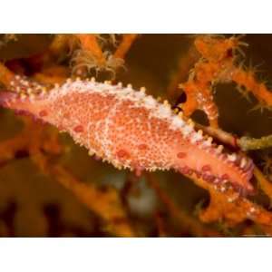 Spindle Cowrie Snail Camouflaged on a Sea Fan, Bali, Indonesia 