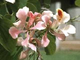 Pink Orchid Tree (Bauhinia monandra)   Seed  