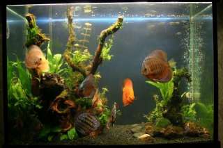 Mini Marimo ball x 3   Live Aquarium Plant Fish Tank  