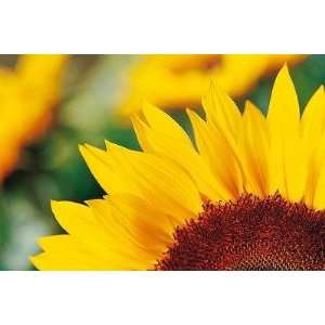  Sunflower Petals   Peel and Stick Wall Decal by 