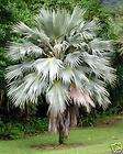 MOLOKAI Palm Dwarf BLUE Loulo HAWAII Pritchardia Tree