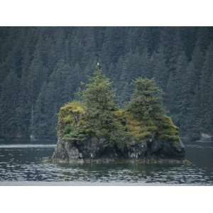 A Bald Eagle Perches Atop a Pine Tree on a Tiny Island 
